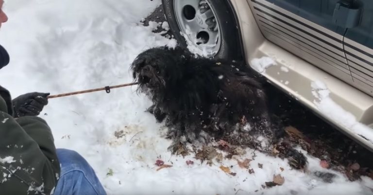 Homeless Dog Found So Matted He Was Nearly Frozen to the Ground