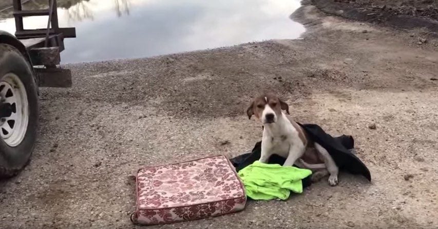 Dumped Dog Who Couldn’t Stand Up Gets Help She Needs