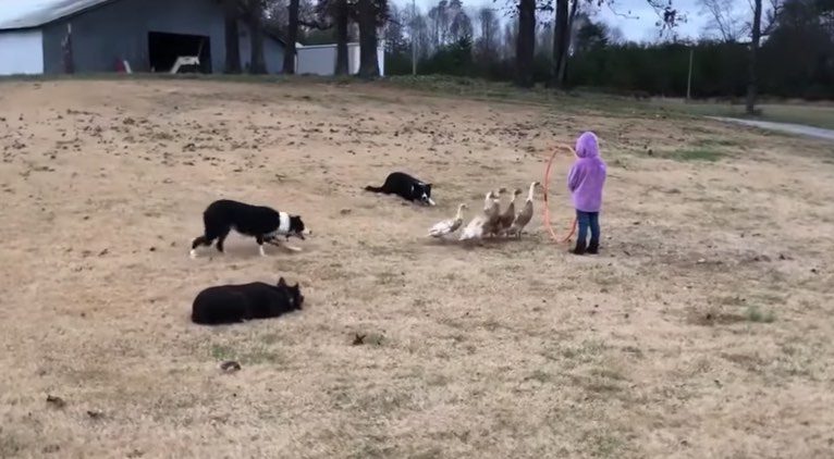 Dogs Lead Ducks Through Fun Family Obstacle Course
