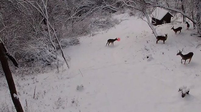 Hidden Camera Catches Rudolph The Red-Nosed Reindeer Playing with Santa’s Other Reindeer