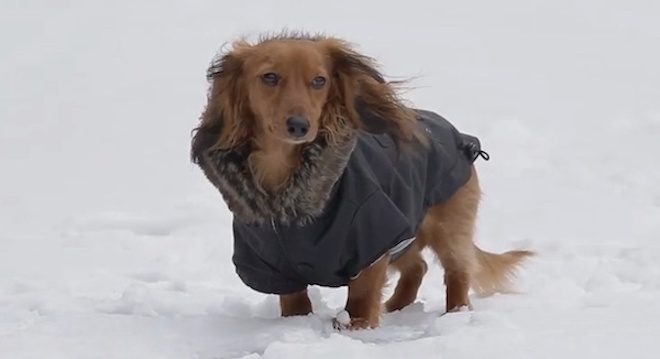Cute Dachshund Contemplates ‘Arctic’ Adventure