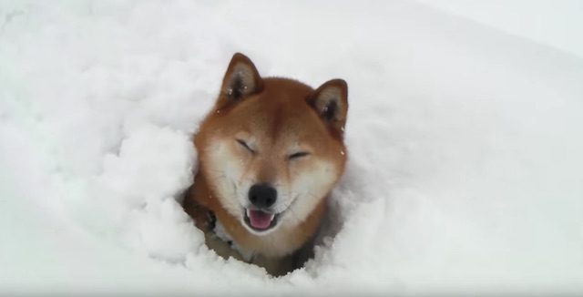 Shiba Inu Loves Adventuring In The Deep Snow