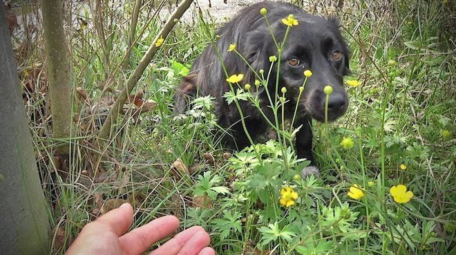 Dog Too Scared to Let Rescuers Near Her Hides in The Woods