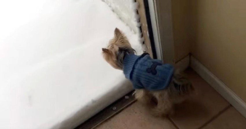Yorkshire Terrier Has Adorable Reaction When She Realizes It’s Snowed Outside