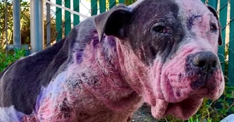 Dog Abused During Gang Initiation And Found Spray-Painted Slowly Recovering