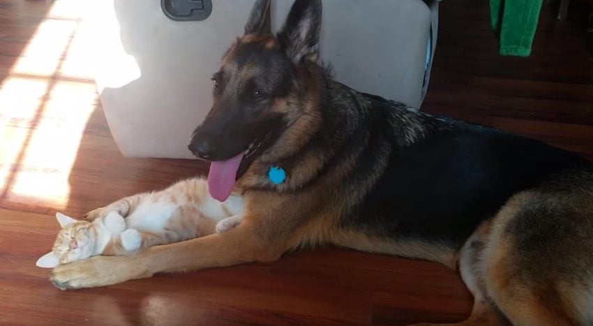 German Shepherd Is Nervous When A Kitten Is Brought Home But Soon Becomes Her Best Friend