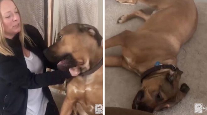 Woman Shocked To Find New Year’s Eve Partier Snoozing With Her Dog In Her Home