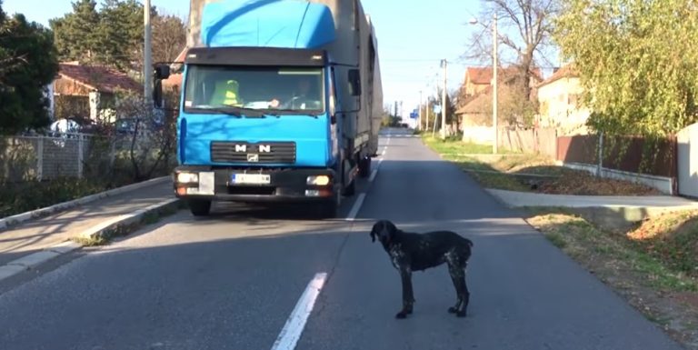Abandoned Dog Rescued From Being Hit By Truck
