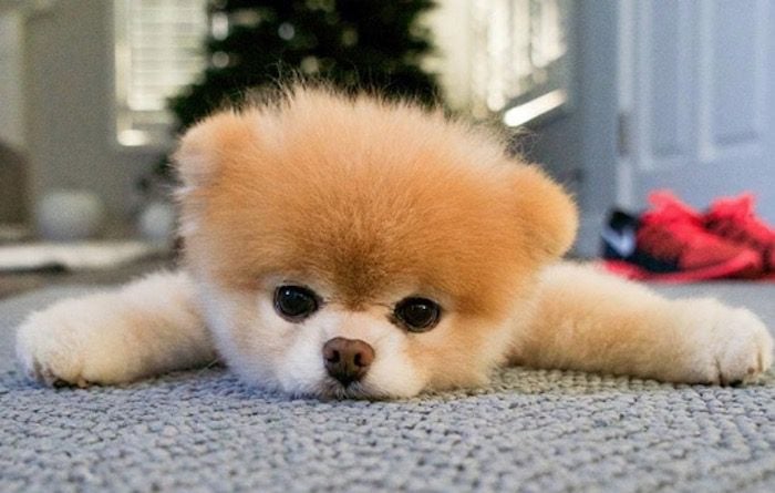 Boo the ‘World’s Cutest Dog’ Passes Away From ‘Broken Heart’