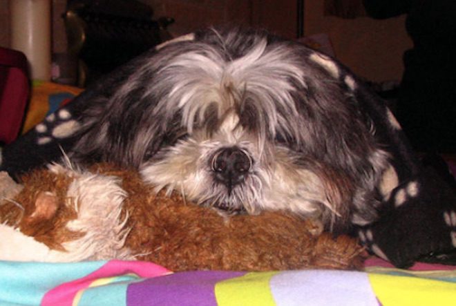 Man Rescues Drenched Dog He Finds On Doorstep During a Rainstorm