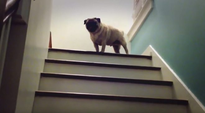 Cute Pug Has Unique Way Of Getting Up The Stairs