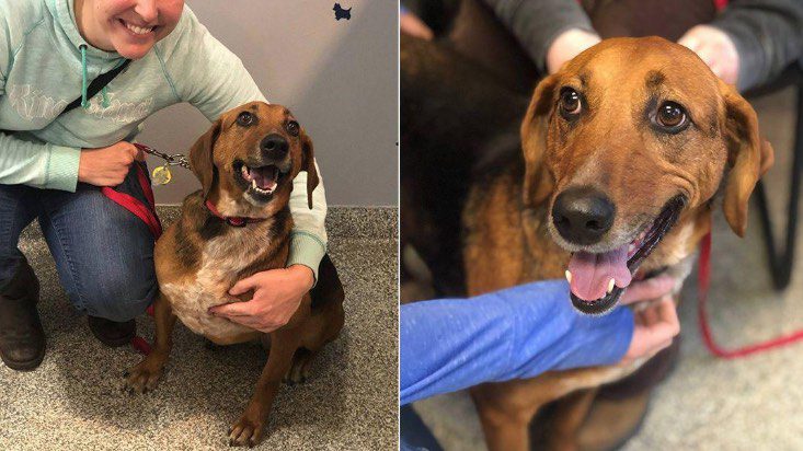 ‘Sweet and Loving’ Dog Finally Adopted After 525 Days In Animal Shelter