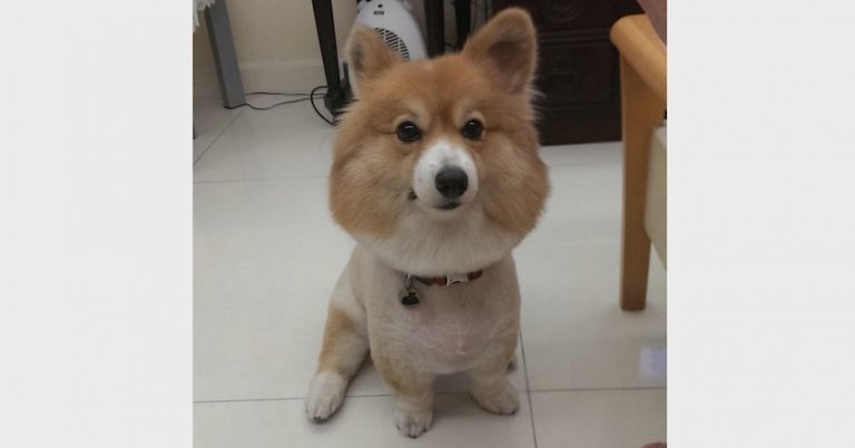 Corgi Shaved By Mistake After Owner Asks Groomer For Trim