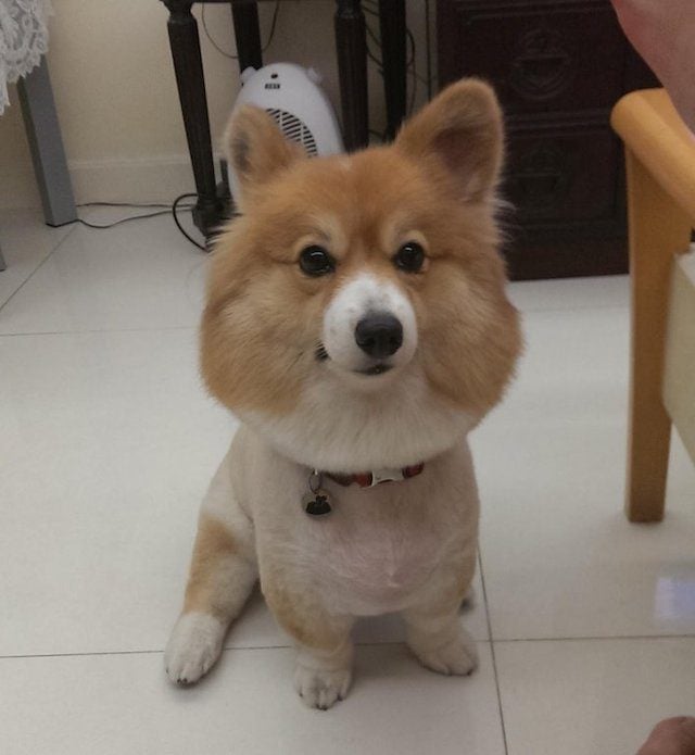 Corgi Shaved By Mistake After Owner 