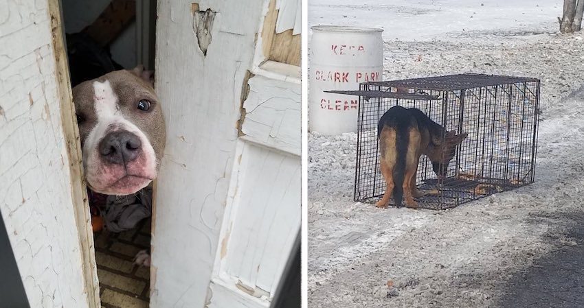Rescuers Race to Save Dogs Abandoned in The Freezing Cold