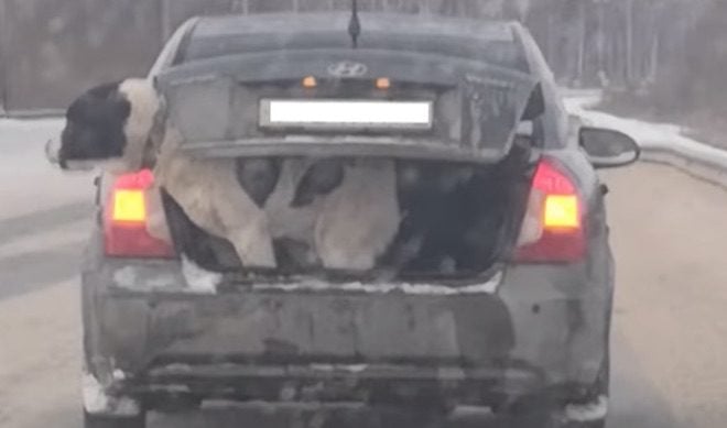 Shocking Video Shows Large Dog Riding in Trunk of Small Car