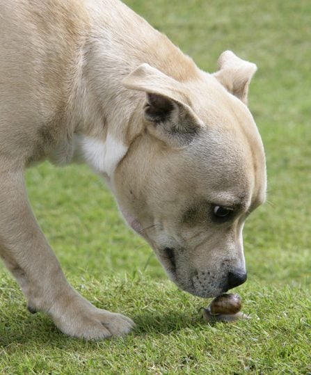 flea and lungworm treatment for dogs