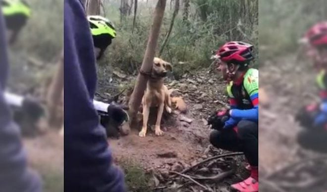 Cyclists Save Dog Tied Tightly to Tree and Left to Die