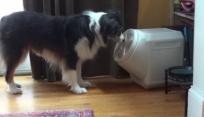 Smart Dog Breaks Into Food Bin That Is Supposed To Be Dog Proof
