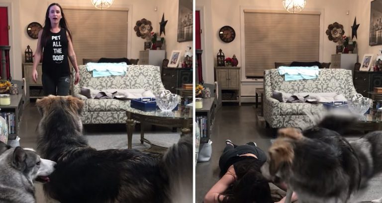 Dogs Hilariously React To Crisis Situation Test From Their Mom