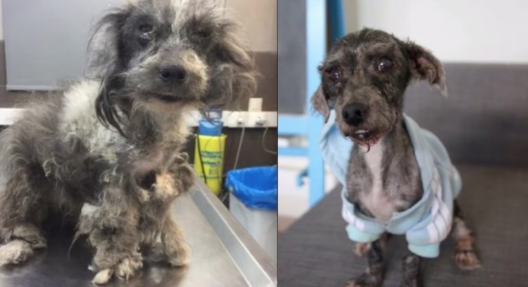 Tiny Dog Found Living In Chicken Coop Turns Out to Be Funny, Confident Dog