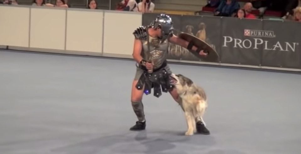 Gladiator and His Border Collie Battle To Win Heelwork To Music Routine