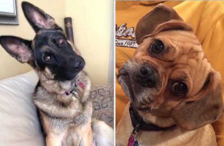 30 Dogs With The Cutest Head Tilts