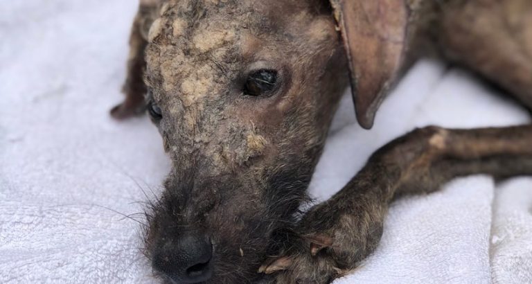 Rescuer Who Gives Dying Street Dog Love Makes His Eyes Shine Again