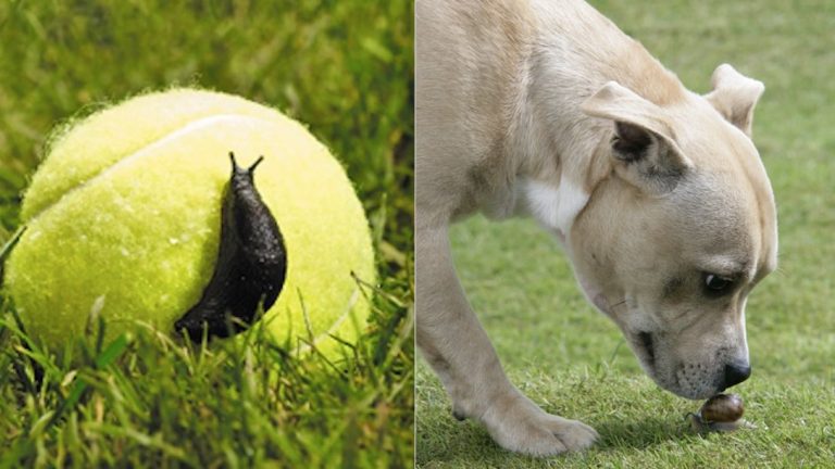 How to Protect Dogs from Lungworm / French Heartworm