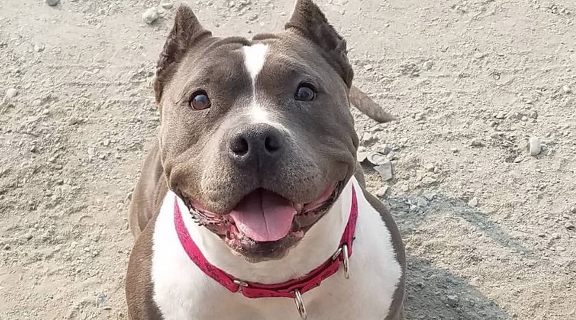 Goofy Rescued Pit Bull Talks With Her Mom All the Time