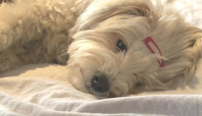 Pregnant Dog Abandoned When She Needs Her Humans the Most Gets a Fairy Tale Ending
