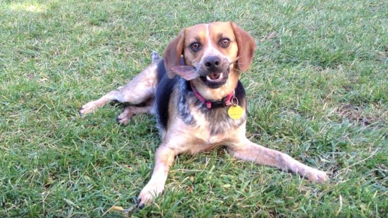 The Dangers Ingested Pennies Pose For Dogs