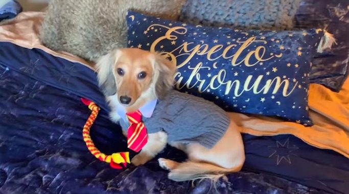 Dachshund Adorably Responds To Harry Potter Spells Cast By His Human