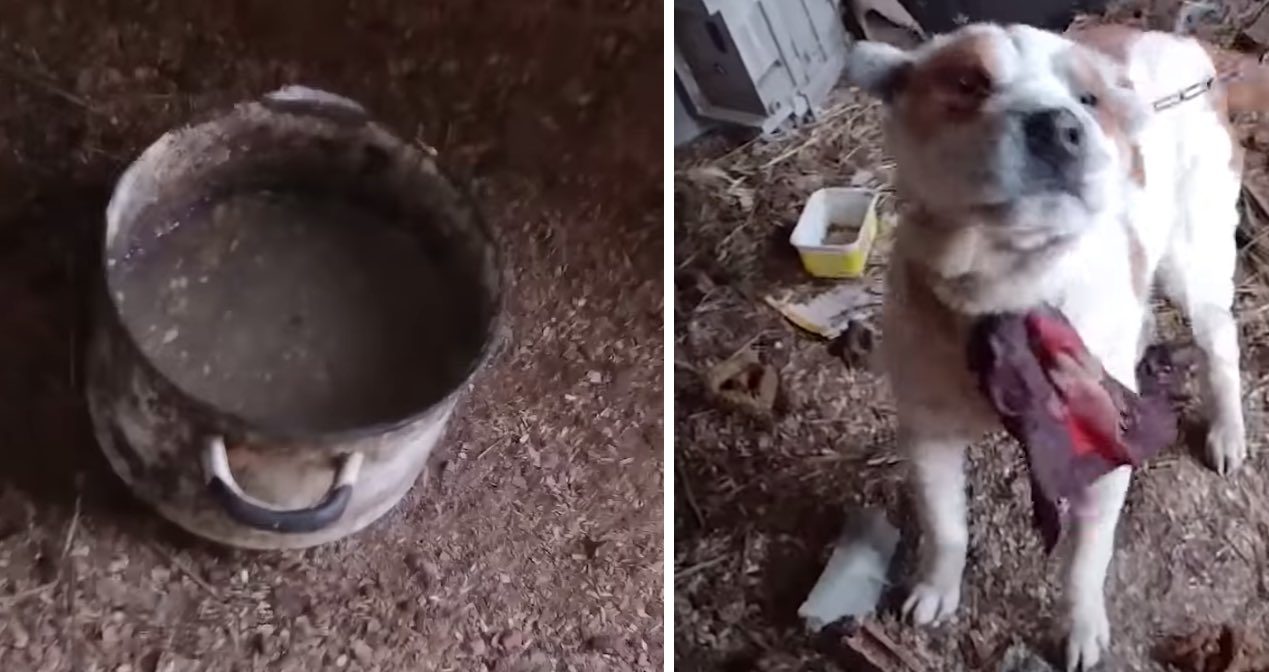 Half-Blind Puppy Who Was Left Outside In Freezing Cold Makes Heartwarming Recovery