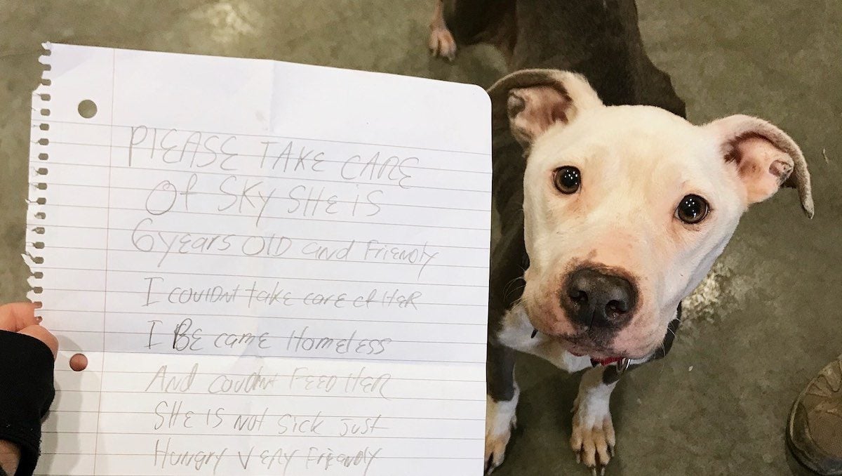 Former Owner Reveals Why Skinny Dog Was Left At Shelter With Heartbreaking Note