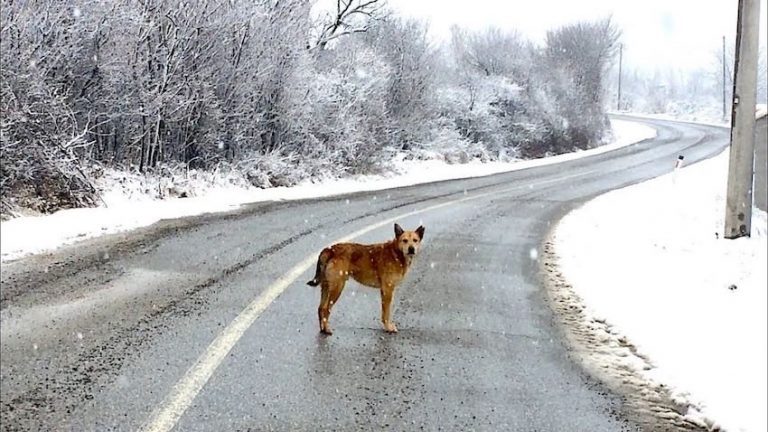 Abandoned Dog Rescued from Wintry Street