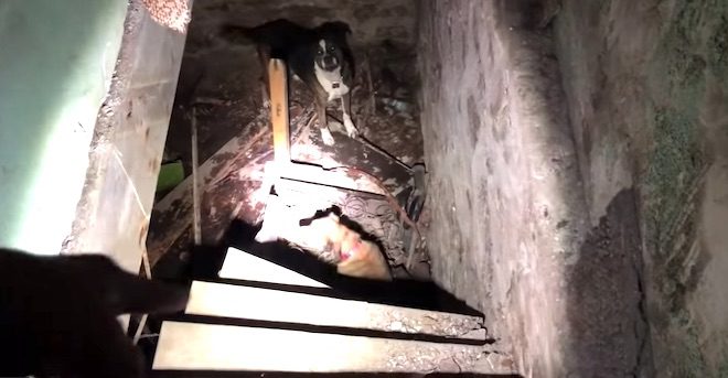 Dog’s Barking Saves Her And Her Brother But Rescue Takes A Bittersweet Turn