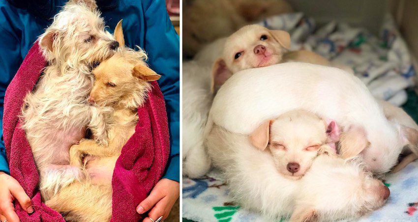 Two Homeless Mother Dogs Found Nursing Puppies Together In Alley