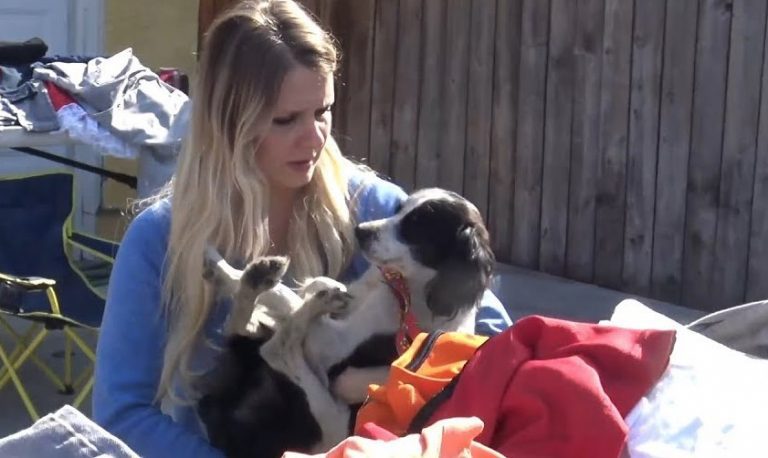 Rescuers Rush to Save Dog After He Faints Right In Front of Them