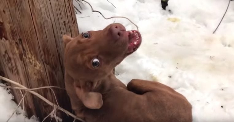 Cold and Alone, Puppy Howls In Fear Until Rescuer Comforts Him