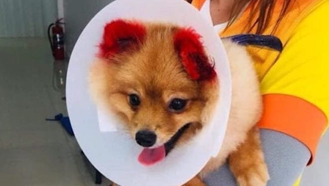 Dog Lovers Outraged After Dog’s Ear Falls Off Due To Dye Job Gone Wrong