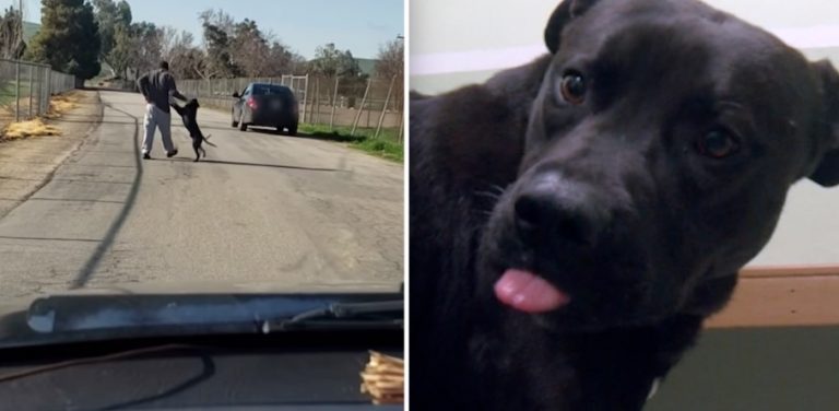 Video of Dog Allegedly Being Dumped Not What It Seemed, Dog Gets Happy Ending Anyway