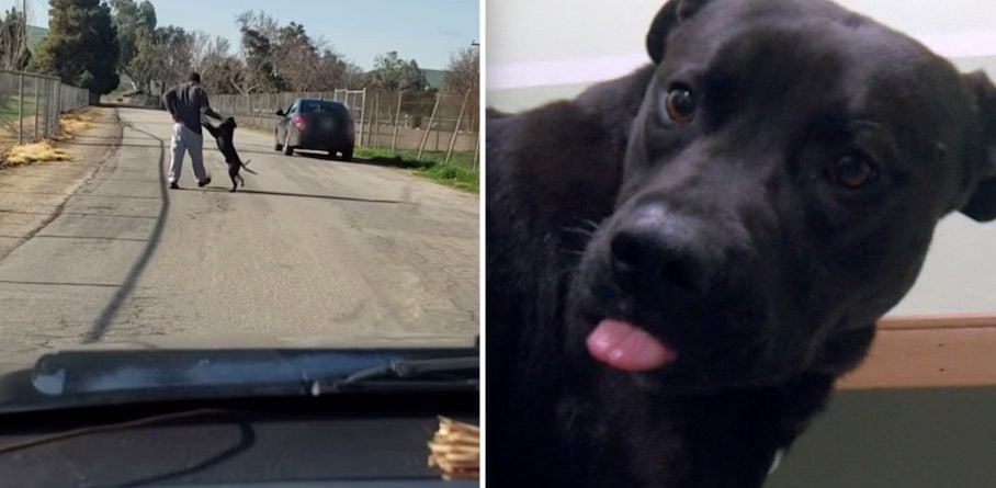 Video of Dog Allegedly Being Dumped Not What It Seemed, But Dog Gets Happy Ending Anyway