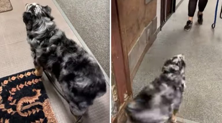Sweet Dog Becomes One Big Wigglebut At Doggy Daycare