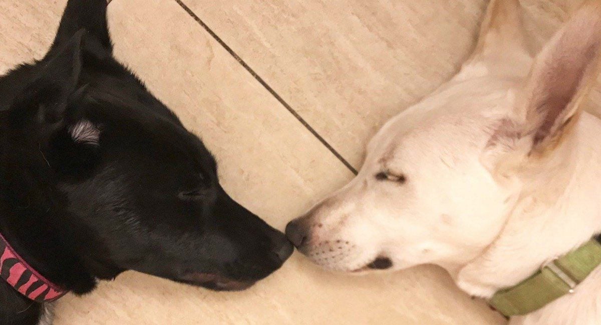 Final Plea For Bonded Pair of Dogs to Be Adopted Together Reaches Far and Wide