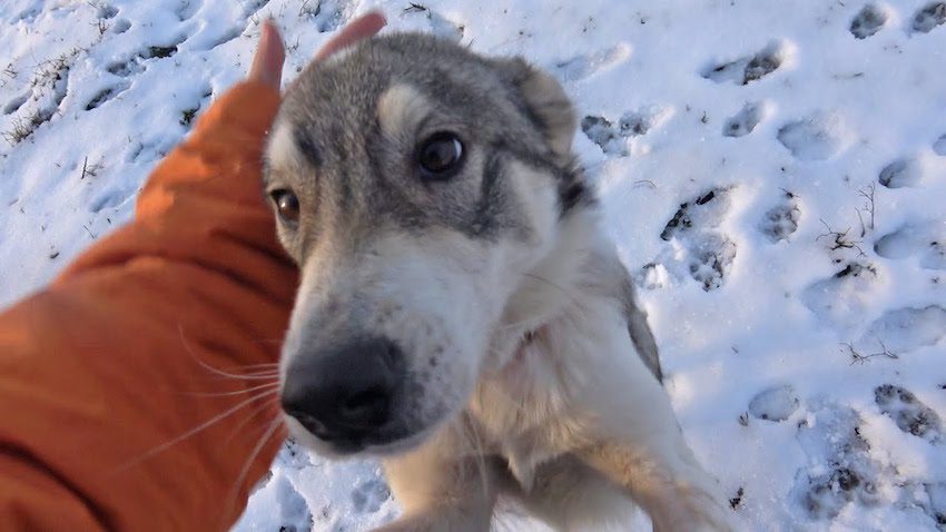 Cold and Hungry, Friendly Homeless Dog Was Waiting For Someone To Save Her