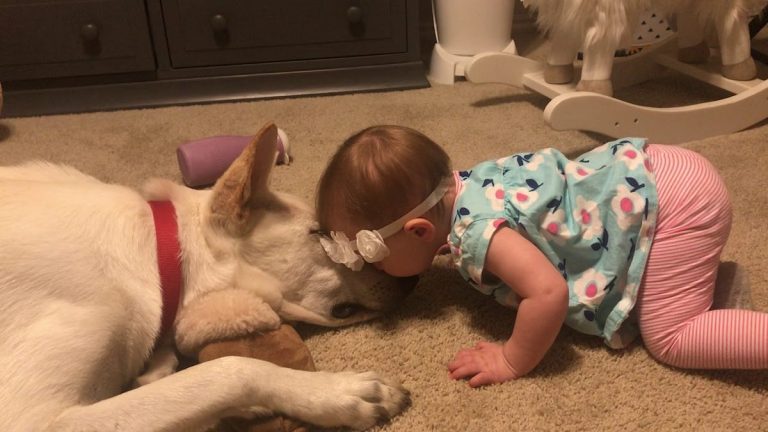 Dog Gently Returns Kisses From Baby Girl