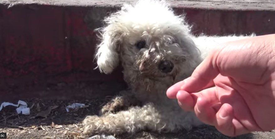 Dog Left For Dead On Side Of The Road Until Someone Finally Makes Lifesaving Call