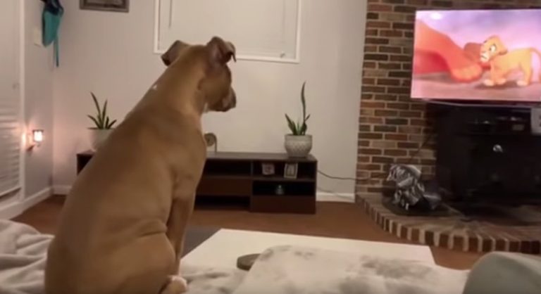 Puppy Gets Super Emotional Watching ‘The Lion King’