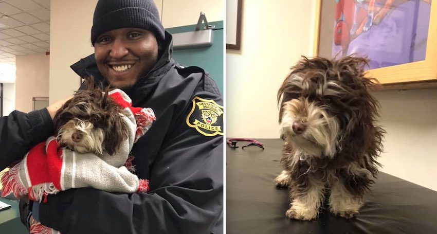 Havanese Puppy Survives Two Weeks In Cold, Rescued By Two Students